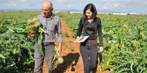 Enginar üreticilerinden  KOOPERATİF TALEBİ!