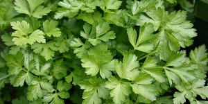 Maydanoz ve biberde limit üstü!