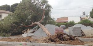 Güzelyurt’ta çevre düzenlemesi çam ağacını devirdi!