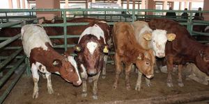 Kasaplık hayvan satışı duyurusu yapıldı