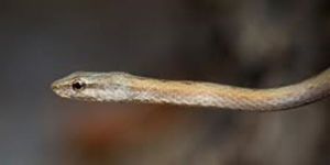 Minik yılan, uçak seferi erteletti