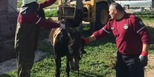 Kuyuya düşen yavru eşek kurtarıldı!