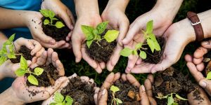 Lefkoşa’ya bin fidan...