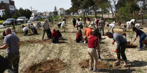 Bir günde 350 fidan