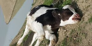 "Bu saygısızlığın affı yok"