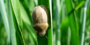 Tahılda 51 hastalık, 28 zararlı böcek