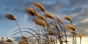 ŞİİRLERLE BÜYÜSÜN ÇOCUKLAR