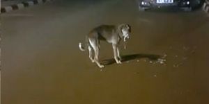 Güzelyurt'ta köpekler zehirlendi!