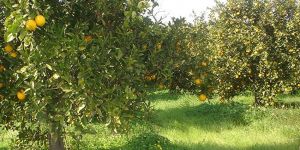 Narenciye alarm veriyor