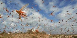 Çekirge mücadelesi sona erdi