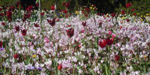 Uluçam, doğanın estetiğini sergiliyor