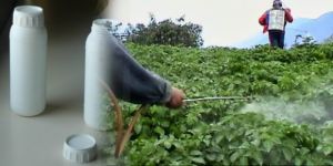 Tatlısu’da tarımsal ilaç deposu mühürlendi