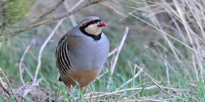 Av sürdürülebilir değildir!-2-