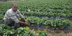 Son yılların yeni trendi ‘tarladan çilek toplamak’