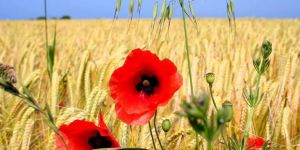 RÜZGÂRA YAZILANLAR