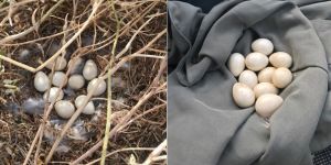 Bu kez avcılar uyardı