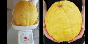 Dev limon sosyal medyada gündem oldu