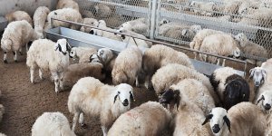 Büyükbaş ve küçükbaş hayvan üreticileri tazmin edilecek