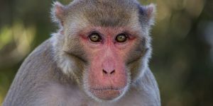 Polis, bebek hırsızı maymunun peşinde!