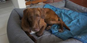 80 köpek öldü,  100’lercesi risk altında