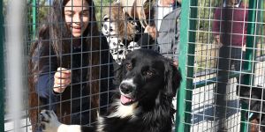 18 köpeğe yuva bulundu