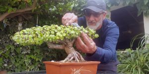 "Güçücük ağaççıklarım…"