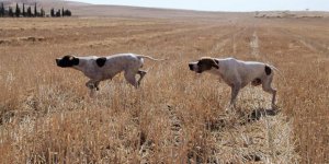 Güneyde av yasası değişiyor