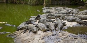 Ara bölgeye 'Timsah Parkı'