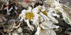 NE OLDU LEFKOŞA’YA…