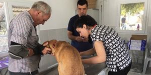 AŞISIZ KÖPEKLER RİSK ALTINDA!