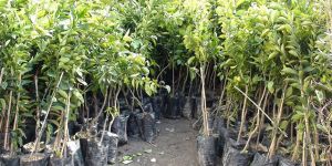 Fidanlar ücretsiz veya indirimli