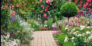 İlâhi Çiçeğin Bilgeliği