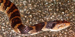 Her yıl 5 milyon 400 bin kişiyi yılan ısırıyor