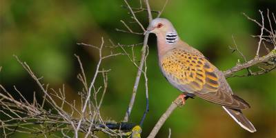 Güneyde üveyik avı yasaklandı