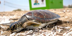 Caretta Caretta’lar için adım atıldı
