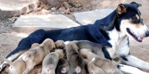 4 Ekim Dünya Hayvanları Koruma Günü