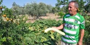 Her mevsim meyve, sebze, emek