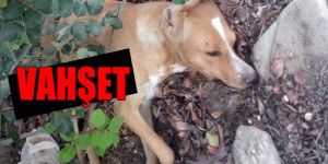 İki günde üç köpek zehirlendi!