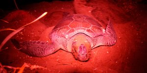 Kaplumbağaların yumurtlamasına tanıklık