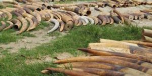 2 ton kaçak fildişi ele geçirildi