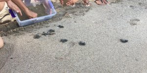 Yavru kaplumbağalar hayata ilk adımlarını atacak