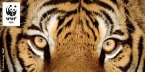 Dünya Üzerinde Yaşayan Sadece 3 Bin 900 Kaplan Kaldı