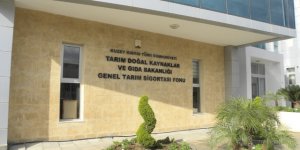 Yerli domates ve ıspanakta limit üstü ilaç kalıntısı