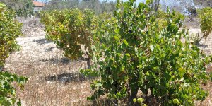 Üzüm üreticisi: Üretim maliyeti iki kat arttı