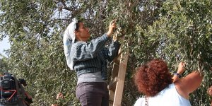 Mucize lezzetimiz kara altın: Zeytin