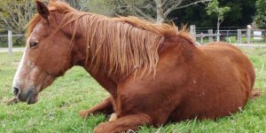 At etleri kuzeye mi geliyor?