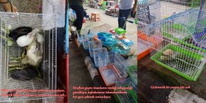 Sugel: “Hayvan refahı yasası neden uygulanmıyor?”