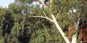 Kampçıların başına ağaç dalı düştü, 3 yaralı