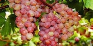 Verigo Festivali başlıyor