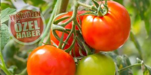 Domates üreticileri: “Piyasada 7.5 TL’den pahalı ürün olamaz”